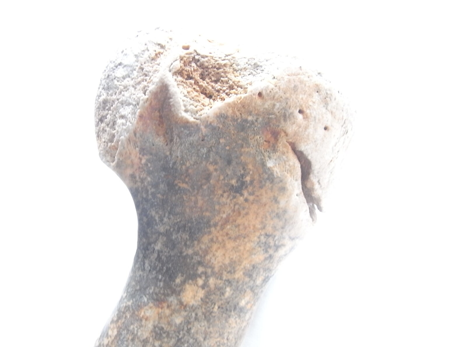 Bone Vintage Antique Bovine Cow Bone Very Special Bone of Etsy Hong Kong