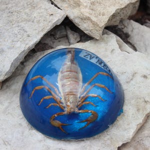Real Preserved Scorpion Paperweight