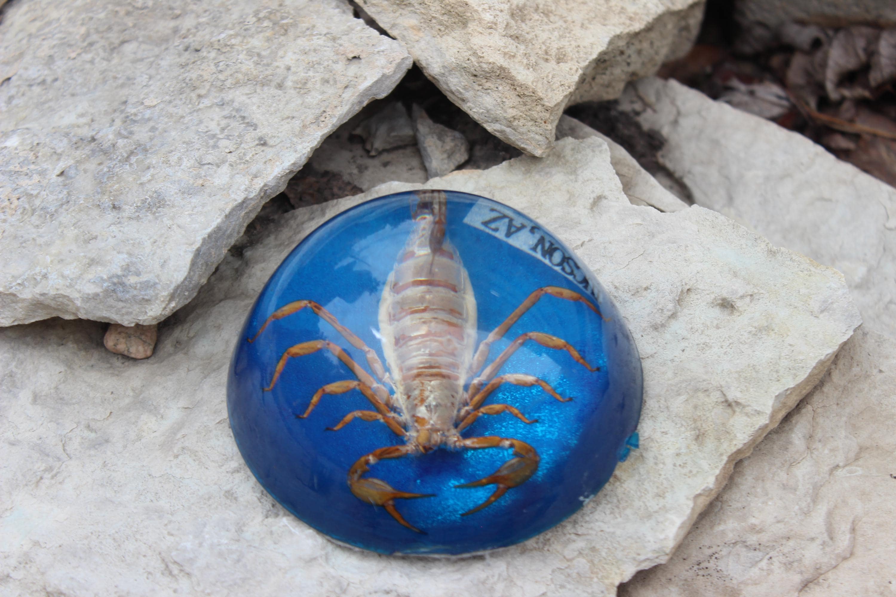 Real Preserved Scorpion Paperweight - Etsy