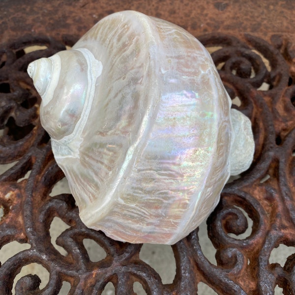 Rare Antique Large Genuine Turbo Marmoratus seashell mother of pearl MOP