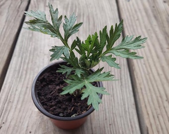 Mugwort (Artemisia vulgaris), organically grown small live plant(s),  3.5 inch diameter pot