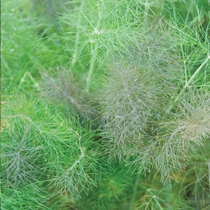 Leaf Fennel (Foeniculum vulgare) organically grown seeds -- excellent herb in the kitchen and great for butterflies!