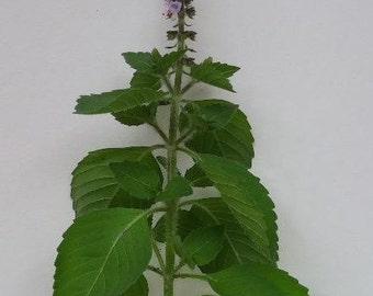 For Your Own Medicinal Garden--Seeds of Tulsi, Lemon Balm, Hyssop, Catnip, Burdock, Yellow dock:  each packet contains 100 seeds, organic