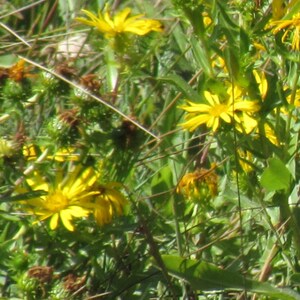 Op de afbeelding: Een close-up van gele wilde bloemen die in een veld groeien. De bloemen bevinden zich in verschillende stadia van bloei, sommige zijn volledig open en andere nog in knop.