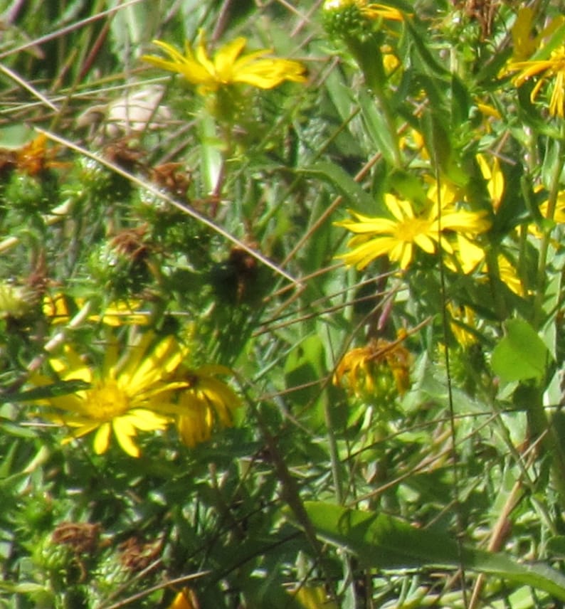 Op de afbeelding: Een close-up van gele wilde bloemen die in een veld groeien. De bloemen bevinden zich in verschillende stadia van bloei, sommige zijn volledig open en andere nog in knop.