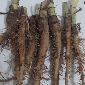 Salsify (Tragopogon porrifolius) Seeds from organically grown plants