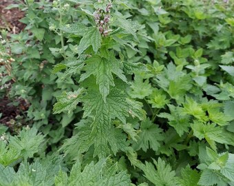 Motherwort (Leonurus cardiaca) seeds, qty from 50 to 1000, organically grown
