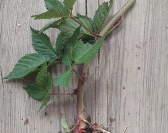 Thornless Blackberry, Navaho cultivar bare roots starter plants, organically grown