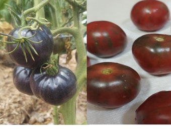 Combination: Black Beauty Tomato and Black Zebra Tomato seeds, organically grown