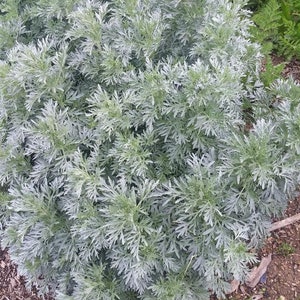 Wormwood  (Artemisia absinthium) seeds, qty 100+, organically grown