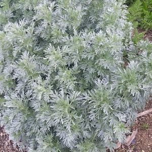 Wormwood  (Artemisia absinthium) seeds, organically grown