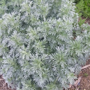 Wormwood  (Artemisia absinthium) seeds, qty 100+, organically grown