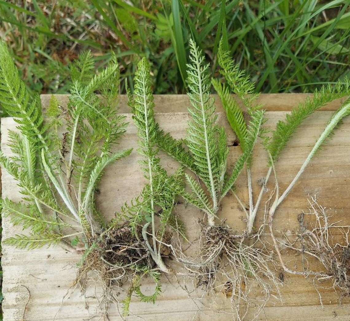 Yarrow Achillea millefolium bundle of 5 small plants bare Etsy