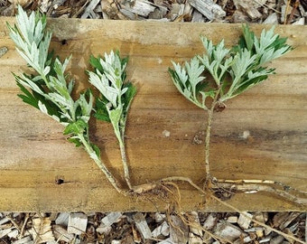 Mugwort (Artemisia vulgaris) seedlings, organically grown, bare roots