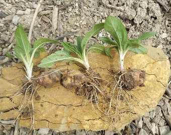 Sunchokes, Jerusalem Artichokes: 7, 10 or 15 small sprouted tubers ready to plant, organically grown