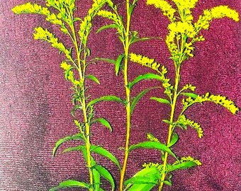 Goldenrod (Solidago spp) small live plant(s) bare roots, organically grown, ready for transplanting