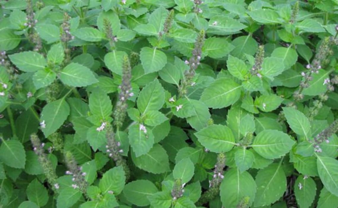 Tulsi holy basil organically grown dried leaves and Etsy