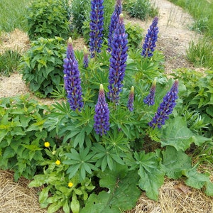 Lupine seeds from organically grown plants - excellent for bees!