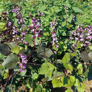 Hyacinth Bean Vine (Lablab purpureus) seeds, organically grown