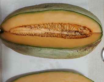 Seeds of Old Time Tennessee Cantaloupe, organically grown -- large fragrant fruit!