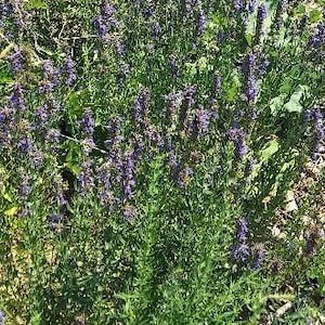 Hyssop official (Hyssopus officinalis) seeds, qty 100, organically grown