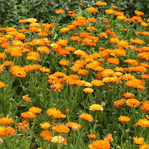 Op de afbeelding: Een veld met oranje calendula-bloemen in bloei. De bloemen bevinden zich in verschillende stadia van bloei, sommige zijn volledig open en andere zijn nog in knop. De bloemen worden omringd door groene bladeren.