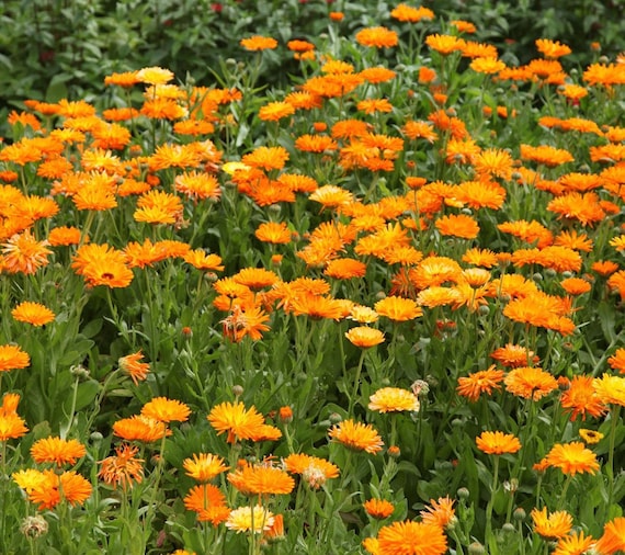 Medicinal Flowers--Seeds of Calendula, Echinacea, Cornflower, Grindelia, Selfheal: each packet contains 100 seeds, organically grown