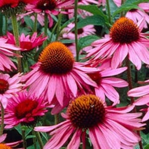 Op de afbeelding: Een veld met roze zonnehoeden in bloei. De bloemen hebben een dieprode kern en worden omringd door groen blad.