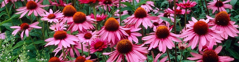 Op de afbeelding: Een veld met roze zonnehoeden in bloei. De bloemen hebben een dieprode kern en worden omringd door groen blad.