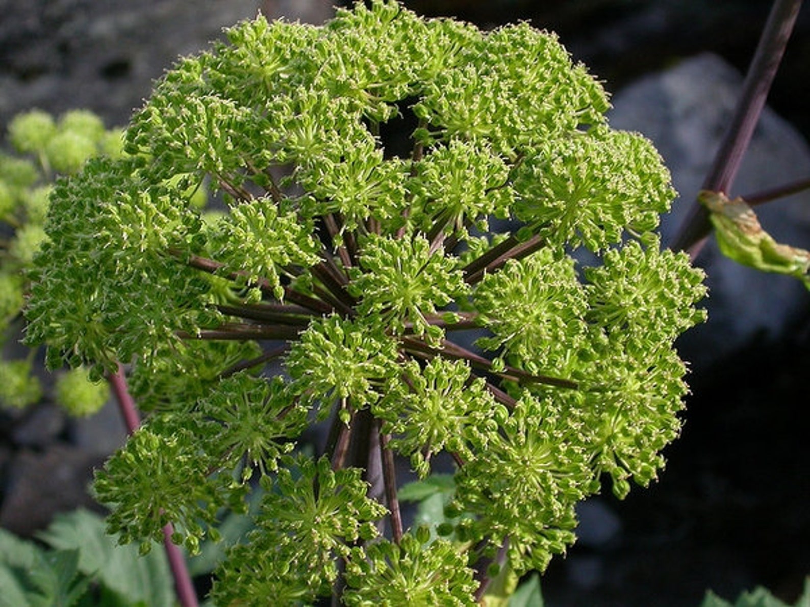 Angelica archangelica Seed