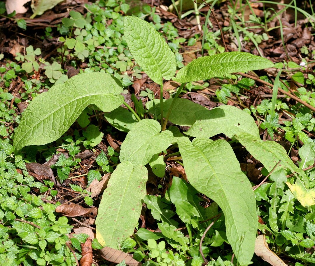 Medicinal DOCKS Yellow Dock rumex Crispus and Burdock arctium Lappa