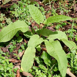 Medicinal DOCKS: Yellow Dock (Rumex crispus) and Burdock (Arctium lappa), organically grown seeds combination packet