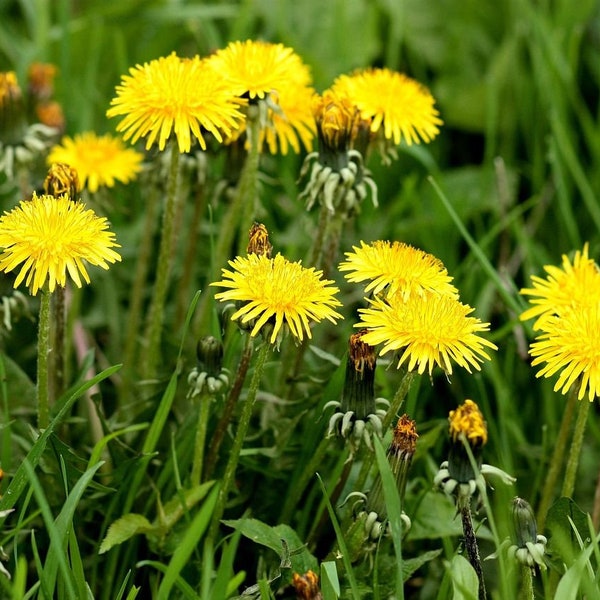 Dandelion (Taraxacum officinale), organically grown seeds