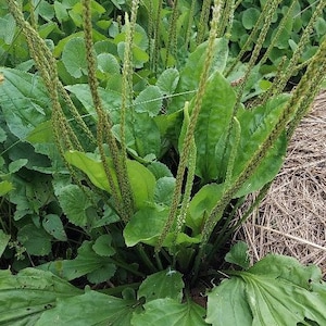 May include: A close-up of a green plant with long, thin leaves and a cluster of smaller, round leaves at the base. The plant is growing in a garden setting.