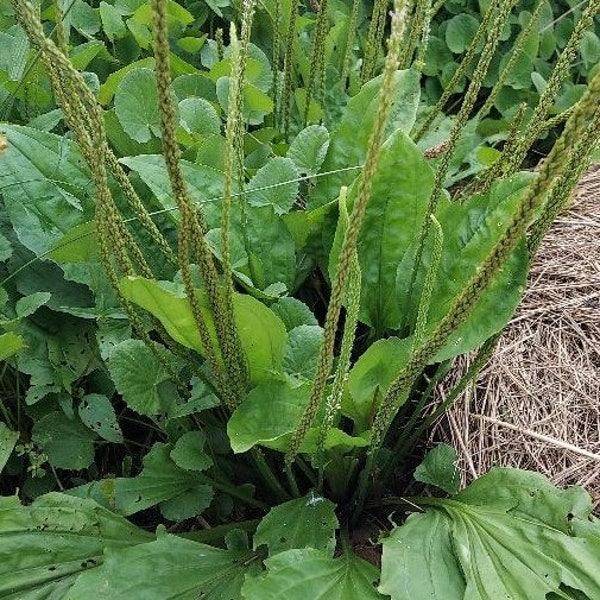 Broadleaf Plantain (Plantago major) Seeds, organically grown