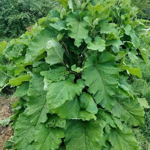 Burdock (Arctium lappa) Seeds from organically grown plants