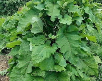 Burdock (Arctium lappa) Seeds from organically grown plants