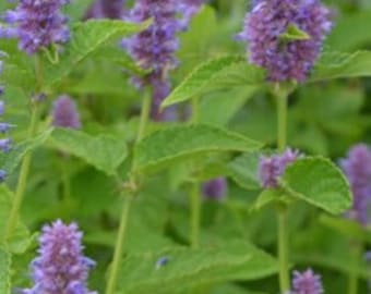 Puede incluir: Primer plano de un parche de plantas con flores moradas y hojas verdes. Las plantas están en flor y las flores están en racimos.