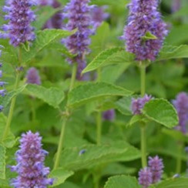 Anise Hyssop (Agastache foeniculum), organically grown seeds