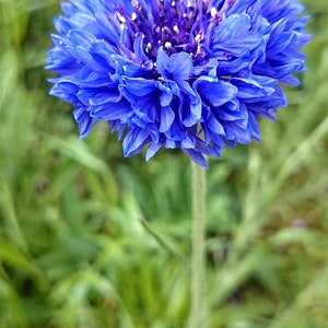Op de afbeelding: Een enkele blauwe korenbloem in bloei met een wazige groene achtergrond.