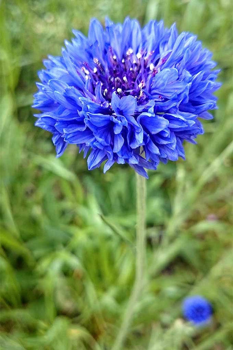 Op de afbeelding: Een enkele blauwe korenbloem in bloei met een wazige groene achtergrond.