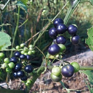 Garden Wonderberry/Huckleberry (Solanum burbankii) seeds, qty 50, organically grown