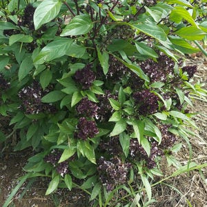 BASIL Trio: Thai basil Queen of Siam and/or Lemon Basil and/or Black Opal Basil seeds, qty 100 of each