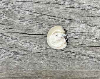 White Buffalo {W134} Cabochon | Gemstone | Cab | Polished Stone