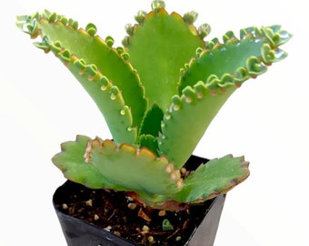 Mère de milliers/millions, chapeau mexicain, plante kalanchoe laetivirens dans un pot de 4 po.