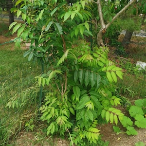 1 Chinese toon treesToona sinensis香椿, 红油香椿树Chinese Toona Tree, Toona sinensisedible leaves, 6-10inches image 5