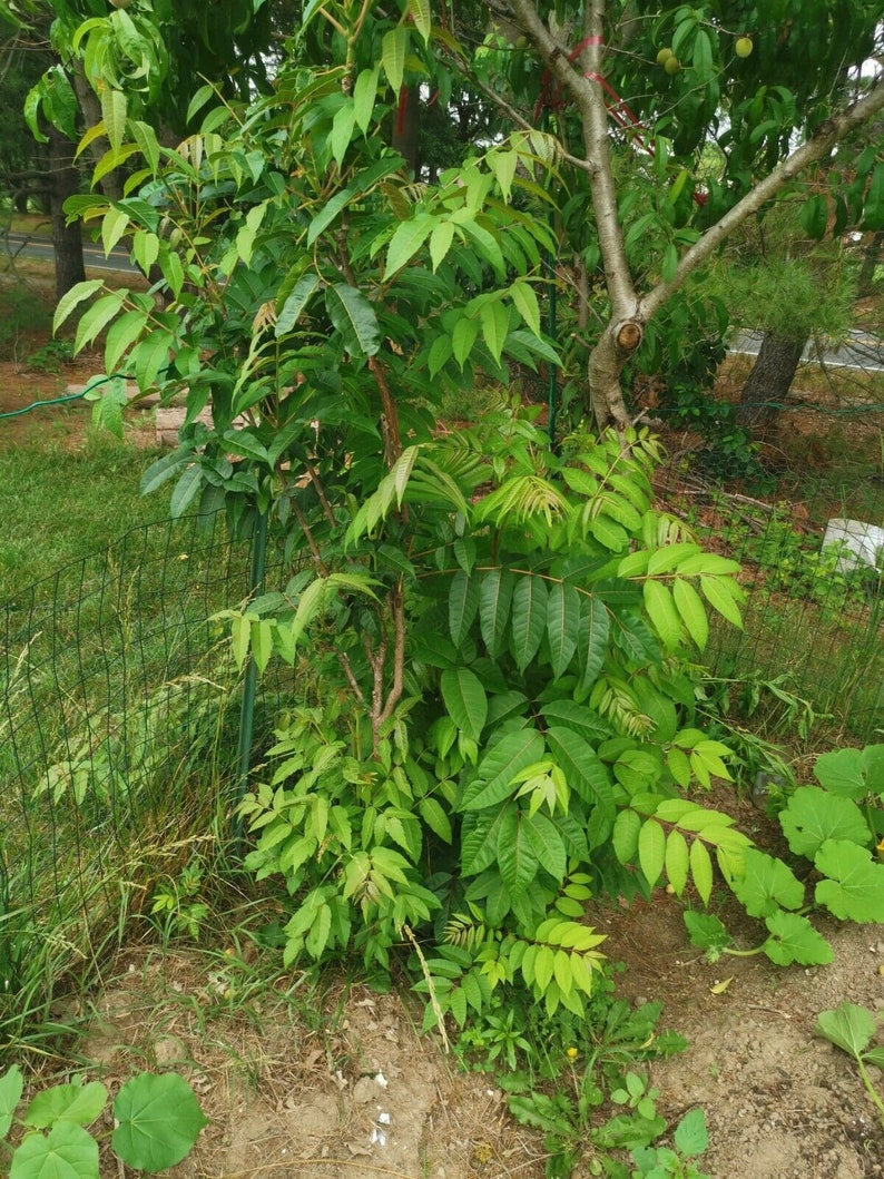 1 Chinese toon treesToona sinensis香椿, 红油香椿树Chinese Toona Tree, Toona sinensisedible leaves, 6-10inches image 5