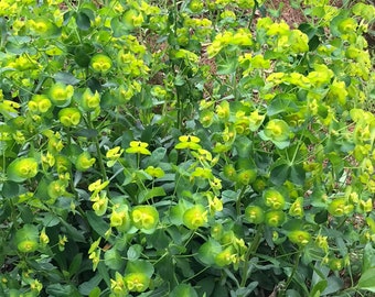 Euphorbia wulfenii spurge live plant, ship in 5" pot