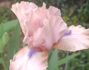 2 Rare Pink-Blue_beard Fresh IRIS BULBS w/roots Ready to Plant, Perennial, Reblooming, Fragrant & Great for Cut Floral Arrangement