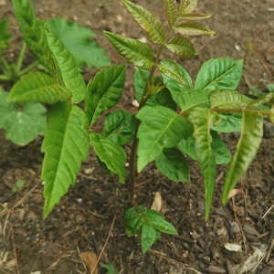 1 Chinese toon treesToona sinensis香椿, 红油香椿树Chinese Toona Tree, Toona sinensisedible leaves, 6-10inches image 8